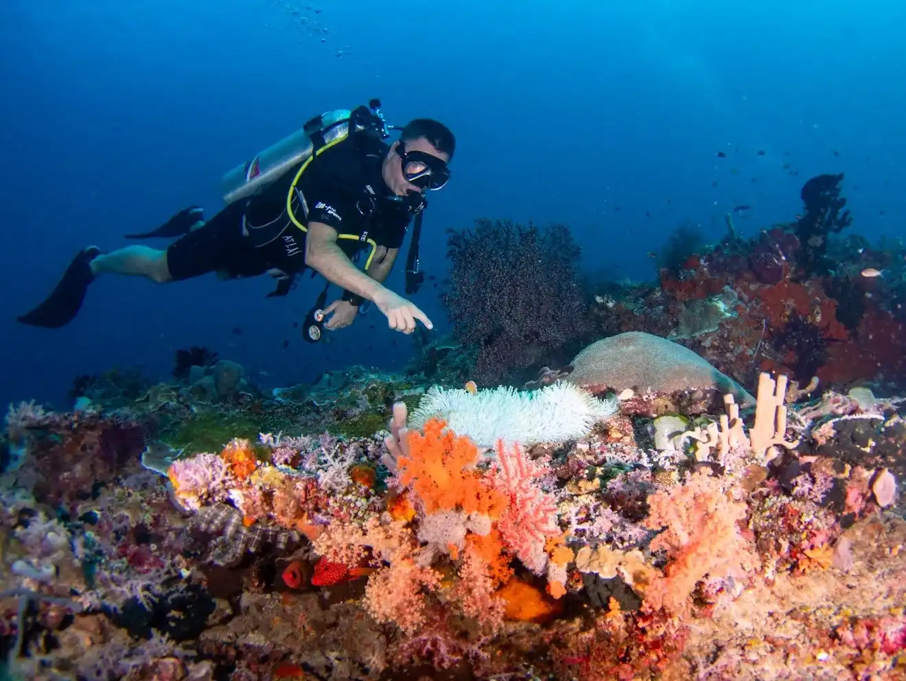 Diving and Wildlife Encounters in 2027
