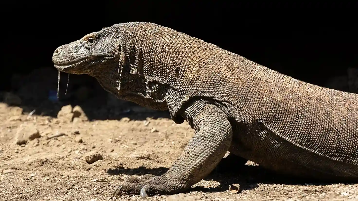 Wildlife Beyond Dragons