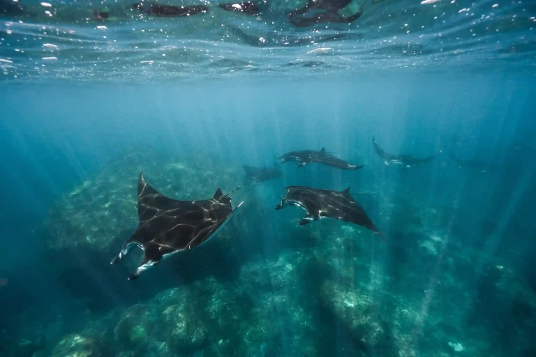 Manta Point | Bali To Komodo