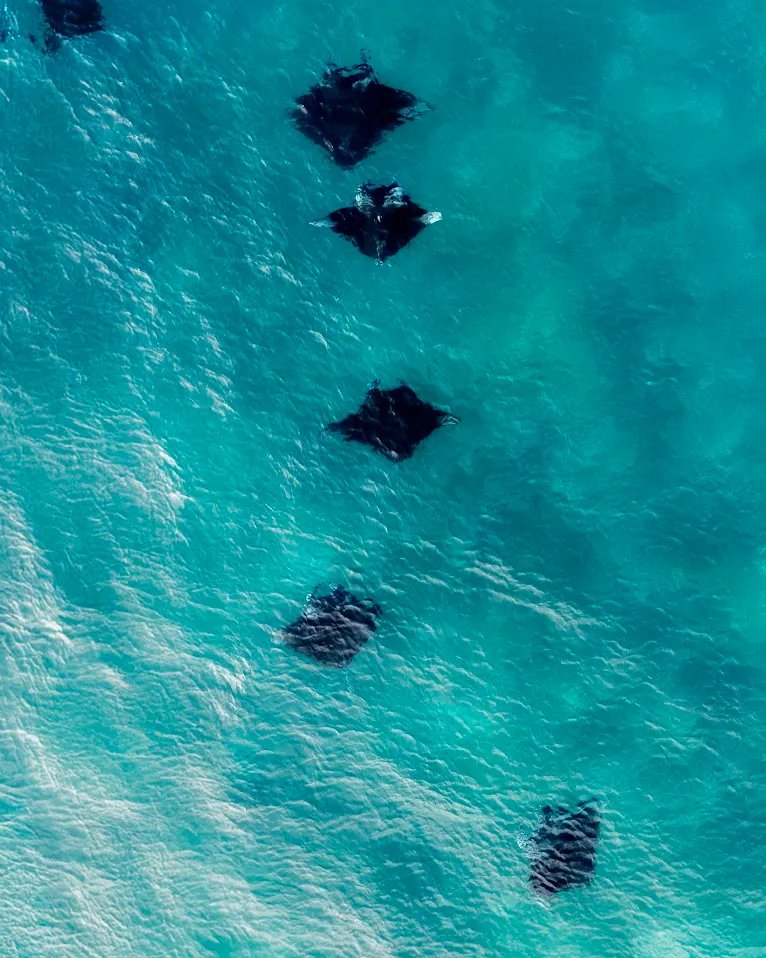 Manta Conservation
